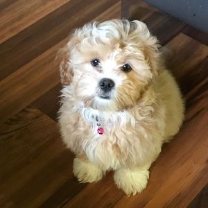 Meet your Posher, Ana